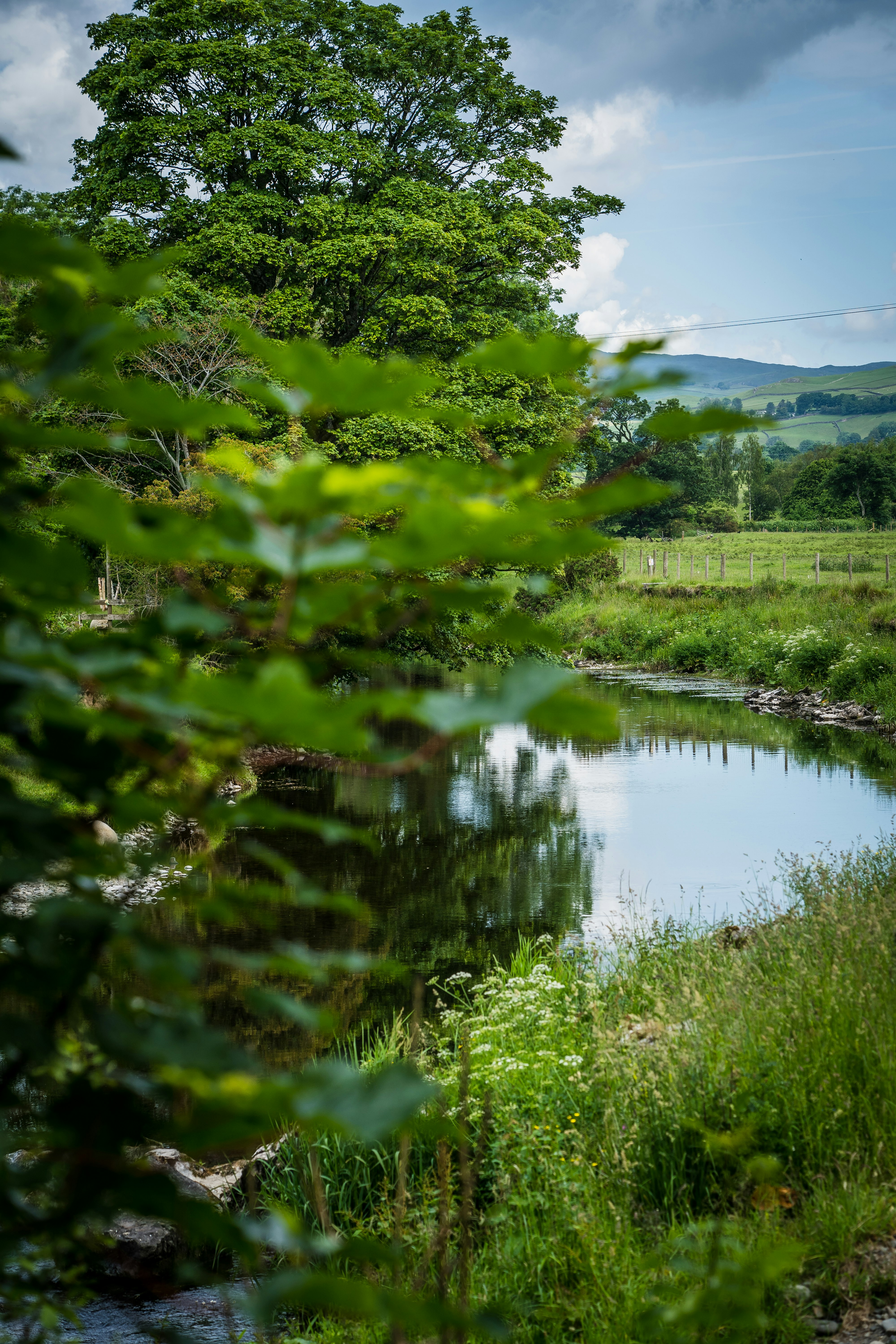 green trees beside river during daytime